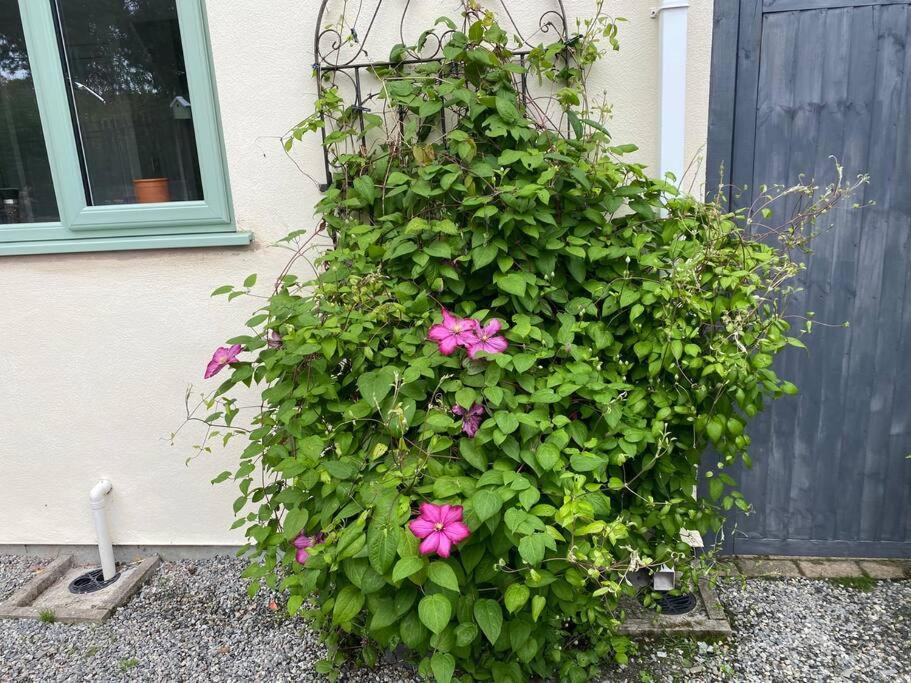 Rural Cosy Retreat For Two Near Port Isaac Apartment Delabole Exterior foto